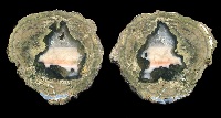 Fallen Tree Thunderegg